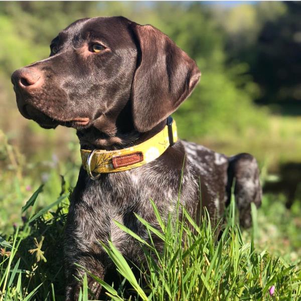 /images/uploads/southeast german shorthaired pointer rescue/segspcalendarcontest2019/entries/11646thumb.jpg